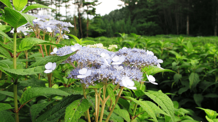 九戸村の特産、甘茶の開花